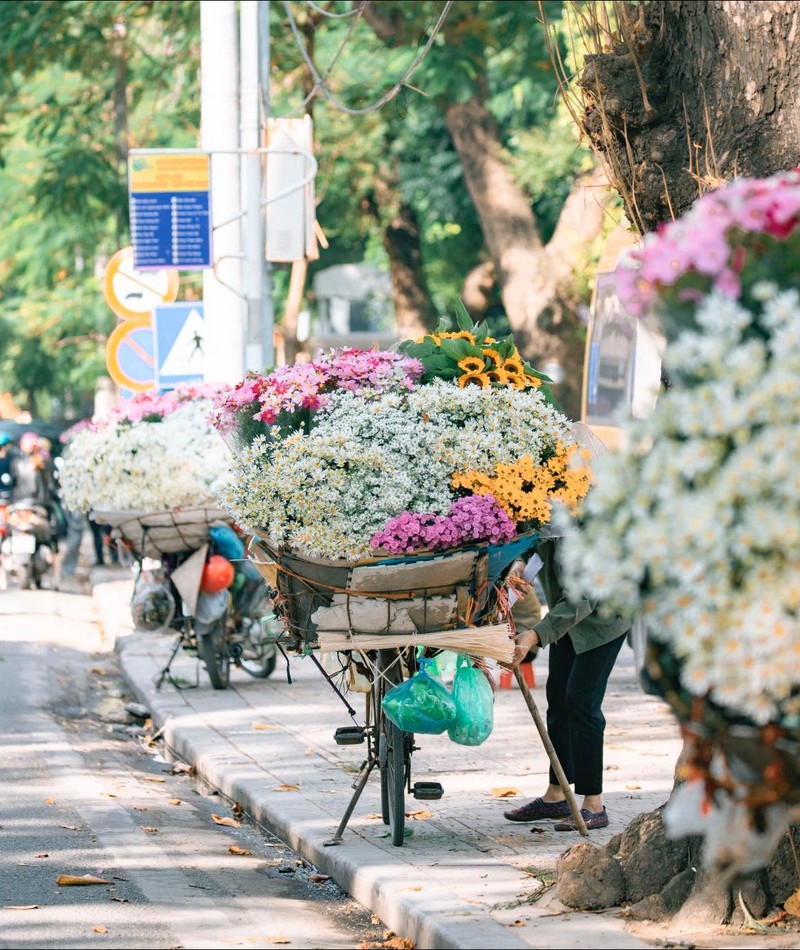 Cuc hoa mi chom dong “do bo” tren pho Ha Noi-Hinh-4