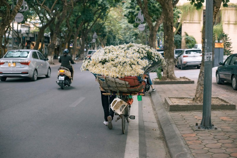 Cuc hoa mi chom dong “do bo” tren pho Ha Noi-Hinh-7