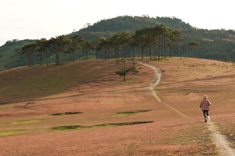 Canh dep nhu tranh cua doi co hong hoang so gan Da Lat-Hinh-8