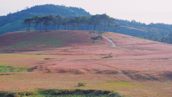 Canh dep nhu tranh cua doi co hong hoang so gan Da Lat