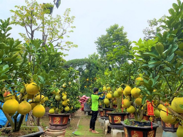 Buoi Dien trung Tet cho khach mua, quat canh Hoi An dat hang-Hinh-4