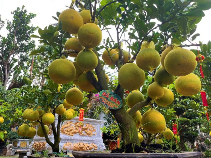 Buoi Dien trung Tet cho khach mua, quat canh Hoi An dat hang