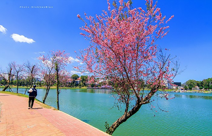 Mai anh dao Da Lat vao mua va loat diem dang check in-Hinh-6