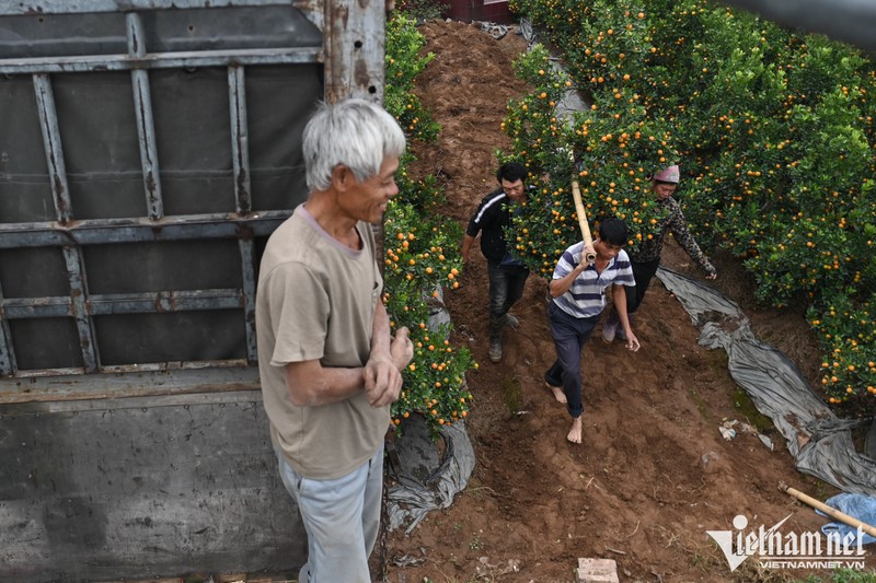 O thu phu quat canh Hung Yen, gia cao gap ruoi van 'chay hang'-Hinh-2