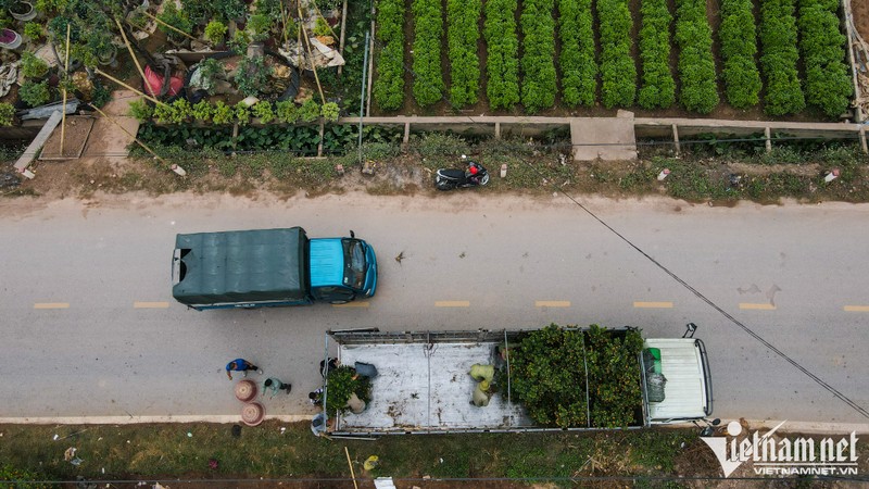 O thu phu quat canh Hung Yen, gia cao gap ruoi van 'chay hang'