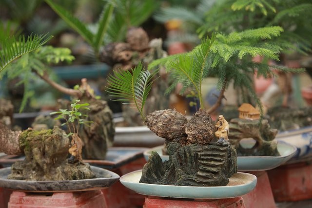 Van tue mini bonsai 20 nam tuoi xuong pho-Hinh-2