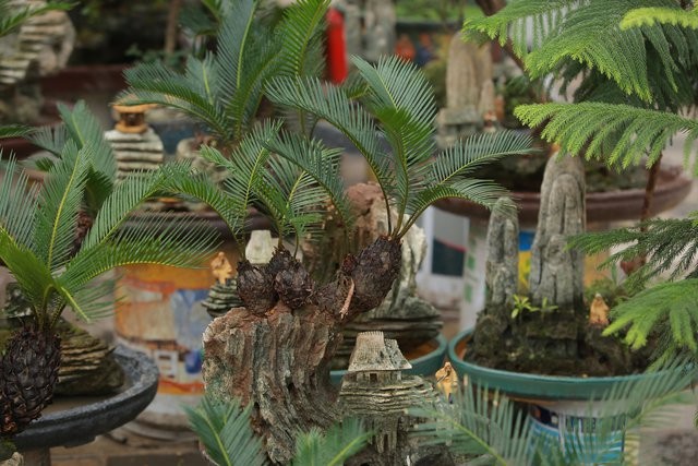 Van tue mini bonsai 20 nam tuoi xuong pho-Hinh-4