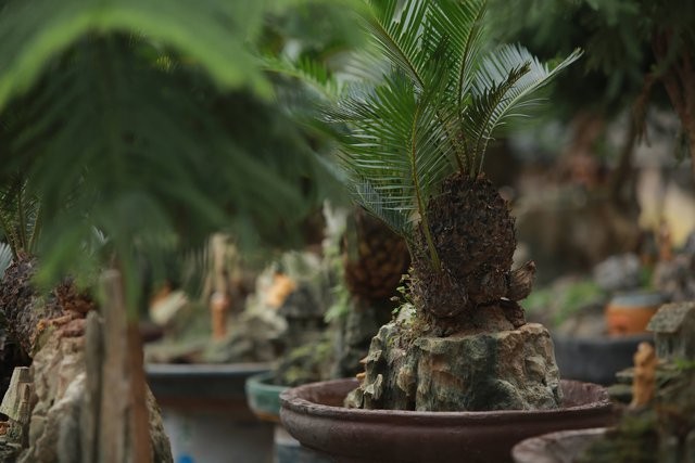 Van tue mini bonsai 20 nam tuoi xuong pho-Hinh-5