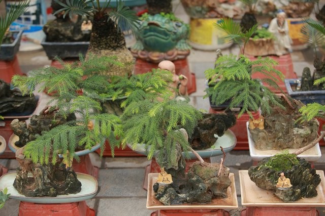 Van tue mini bonsai 20 nam tuoi xuong pho-Hinh-6