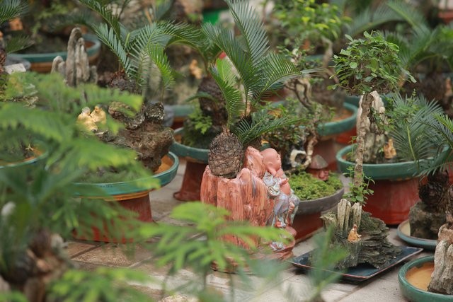 Van tue mini bonsai 20 nam tuoi xuong pho-Hinh-7