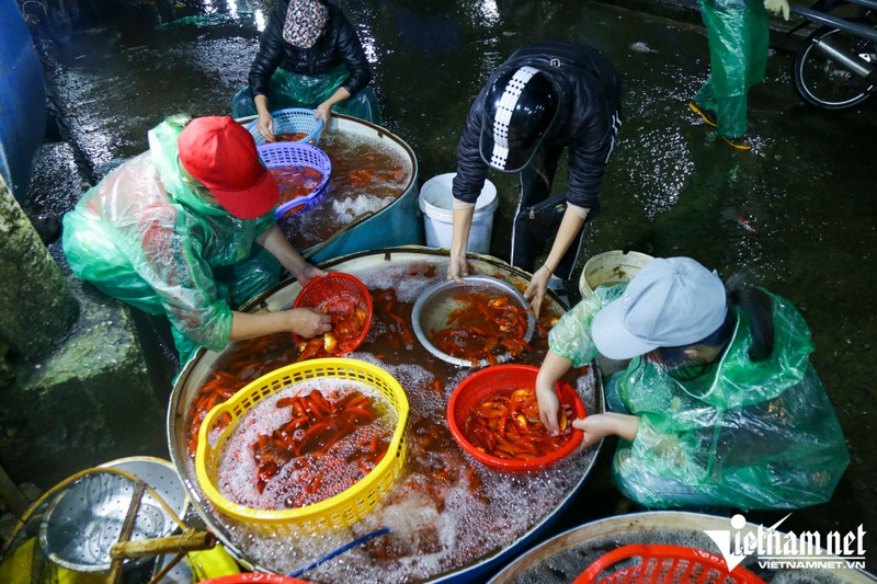 Ga cung ngam hoa hong hon 500.000 dong/con van hut khach-Hinh-4