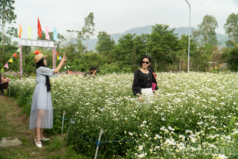 Xao xuyen vuon cuc hoa mi trai mua tai Da Nang-Hinh-5