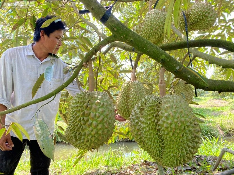 Nong dan o at bo lua trong sau rieng: Nguy co dinh 'sau chung'