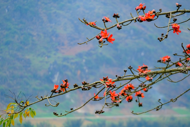 Me man ngam hoa gao ruc do nui rung Ha Giang-Hinh-3