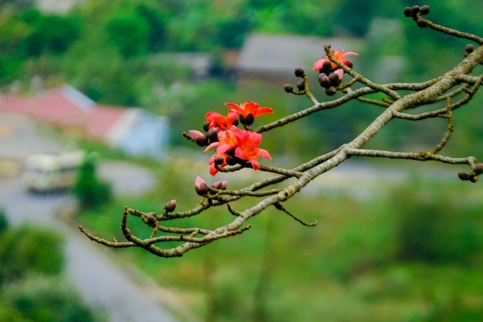 Me man ngam hoa gao ruc do nui rung Ha Giang-Hinh-4