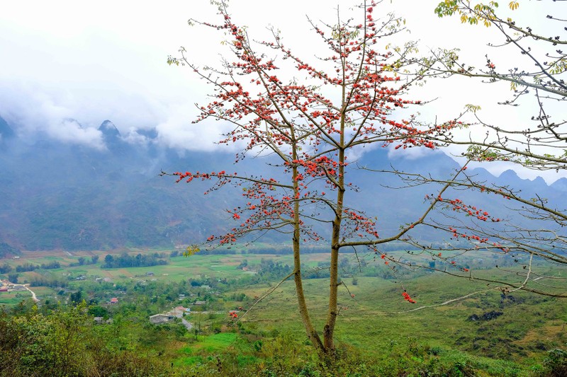 Me man ngam hoa gao ruc do nui rung Ha Giang-Hinh-5