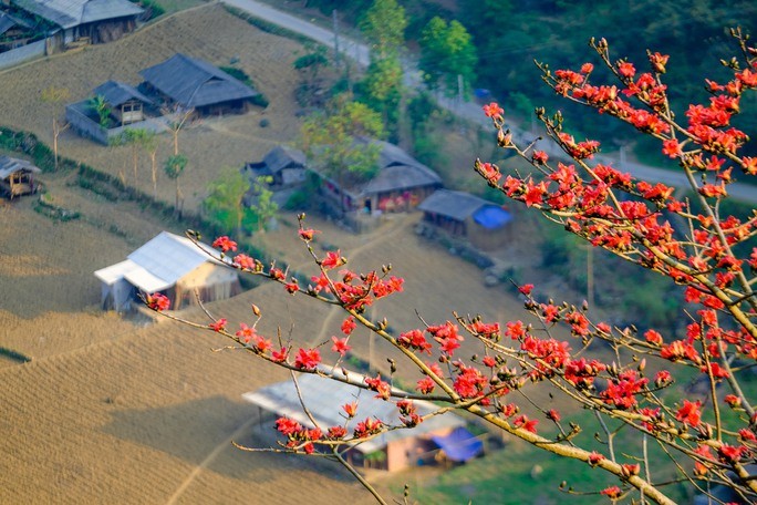 Me man ngam hoa gao ruc do nui rung Ha Giang-Hinh-8