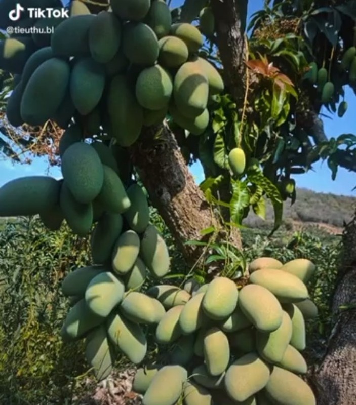 Cay xoai moc qua day dac, netizen dinh gia ma “choang“-Hinh-10