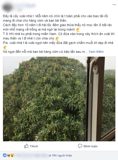 Cay xoai nhat tu bai rac, sau 10 nam thanh qua ai cung them