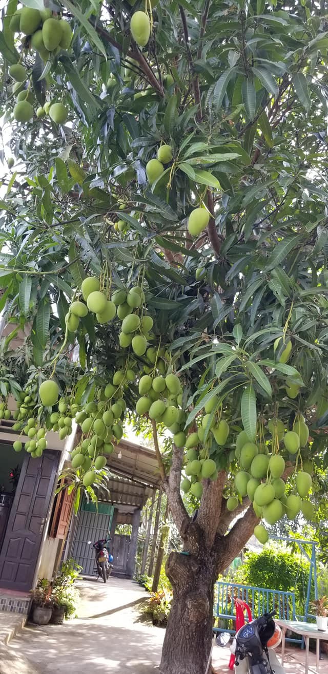 Nhung cay xoai triu qua, netizen thi nhau dinh gia