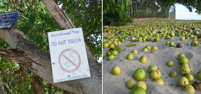 Tai sao Manchineel duoc coi la loai 'cay sat thu'?-Hinh-5