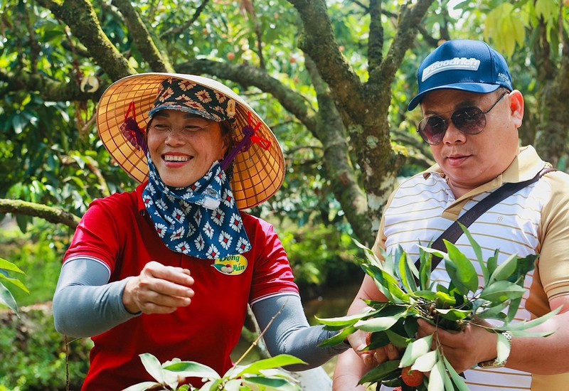 Ban tam chan tinh trong tung qua vai, ca doi trong cay chua ai ngo