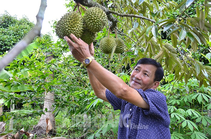 Trong sau rieng Muasang King, nong dan Kien Giang ban gia 280.000 dong/kg-Hinh-3