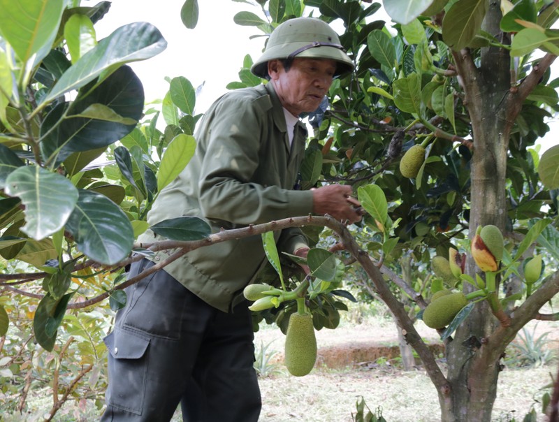 Trong mit ruot do, mot nong dan Quang Binh trung lon