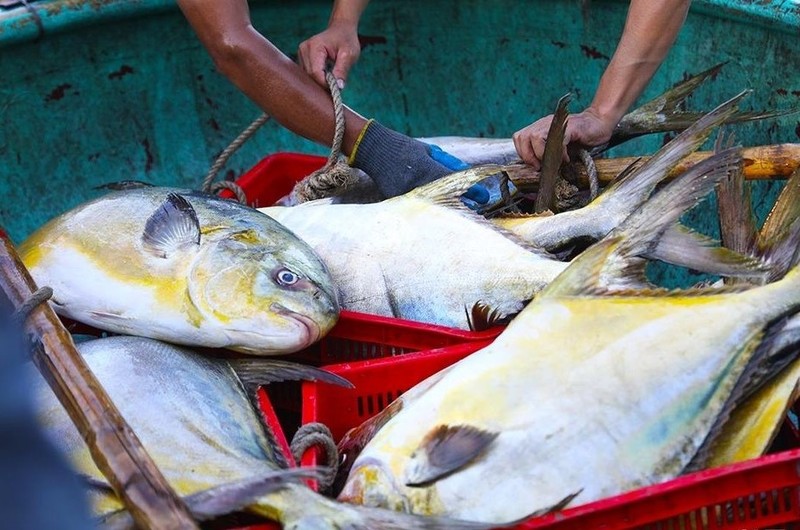 Ngu dan trung 3 tan ca chim vang