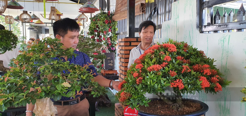 Xuat hien 40 cay canh bonsai dang doc cua tinh Khanh Hoa-Hinh-2