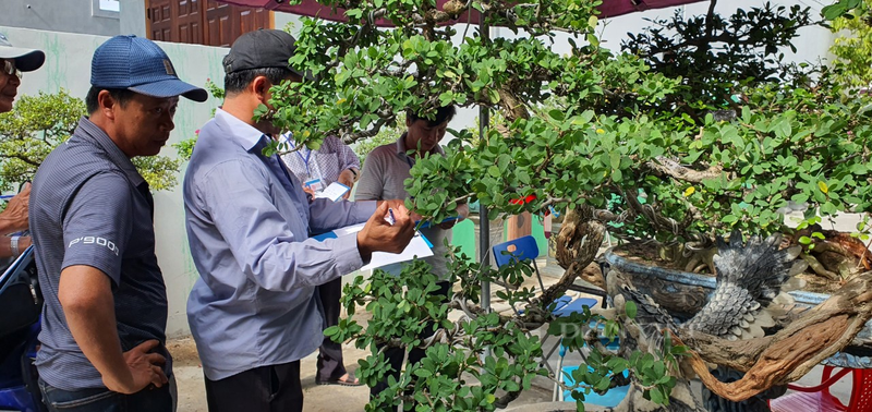 Xuat hien 40 cay canh bonsai dang doc cua tinh Khanh Hoa-Hinh-6