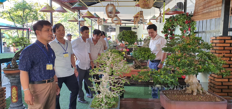 Xuat hien 40 cay canh bonsai dang doc cua tinh Khanh Hoa-Hinh-8