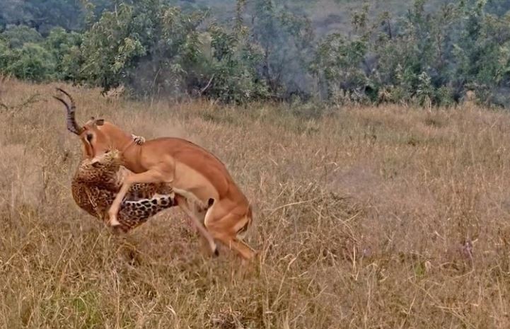 Chien thuat nam im cho “tinh yeu” toi cua bao hoa mai