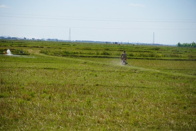 Hon 6.000 ha dat ruong bi bo hoang vi nong dan so... chuot-Hinh-2