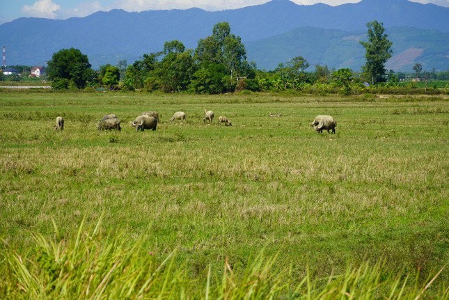 Hon 6.000 ha dat ruong bi bo hoang vi nong dan so... chuot