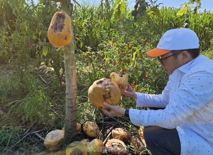 Xot xa nhin vuon du du thoi rung vi doanh nghiep bat ngo lat keo-Hinh-12