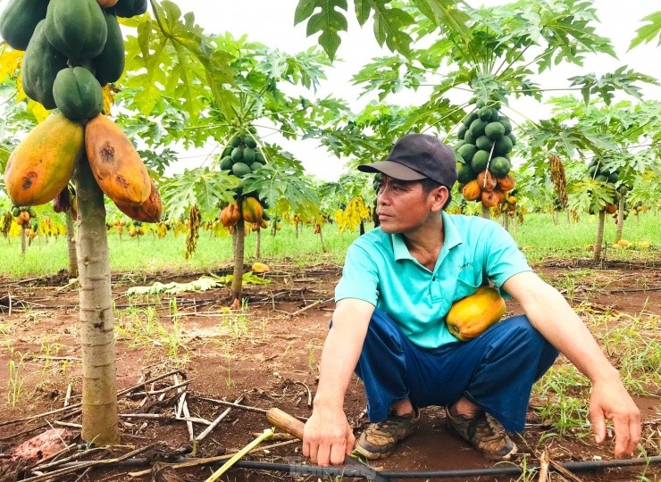 Xot xa nhin vuon du du thoi rung vi doanh nghiep bat ngo lat keo-Hinh-14