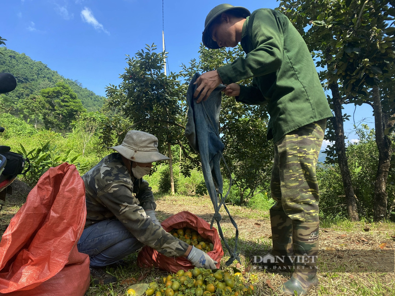 Trong loai hong khong hat nong dan Bac Kan thang lon-Hinh-4