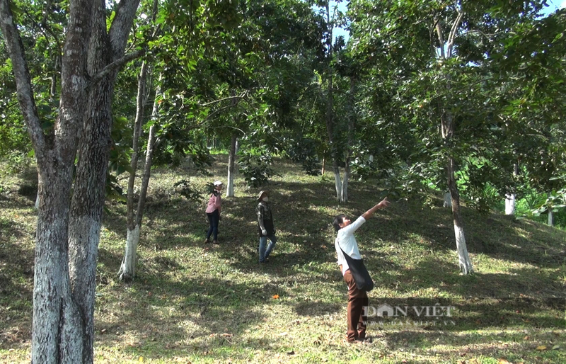 Trong loai hong khong hat nong dan Bac Kan thang lon