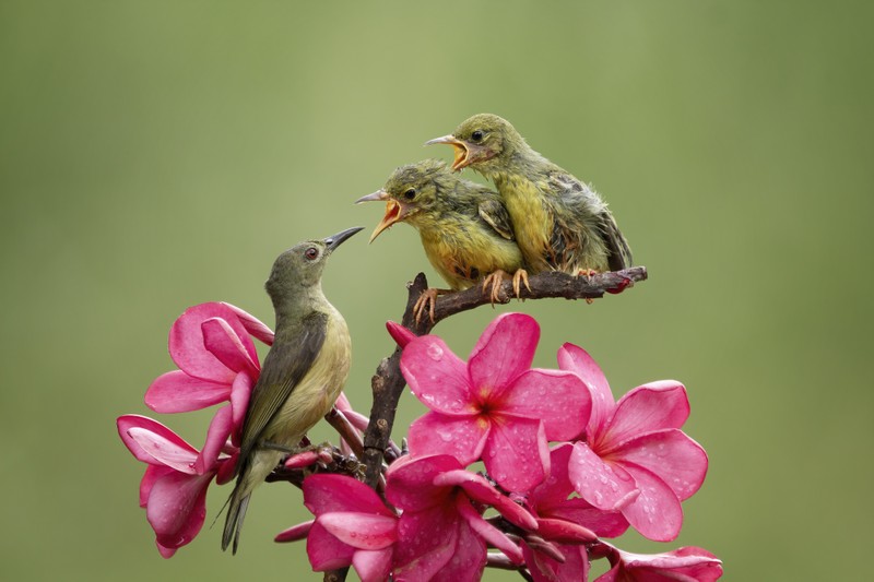 Nua cuoi thang 8 Am, 4 tuoi quy nhan phu tro, su nghiep thang hoa-Hinh-4