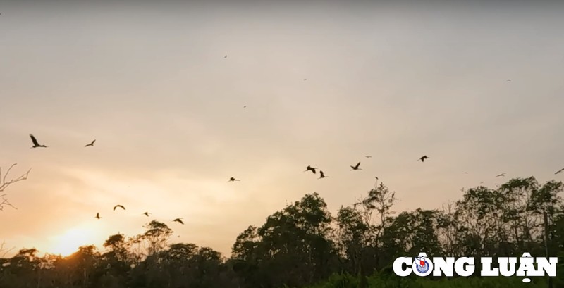 Chiem nguong ve dep cua rung tram Tra Su mua nuoc noi o An Giang