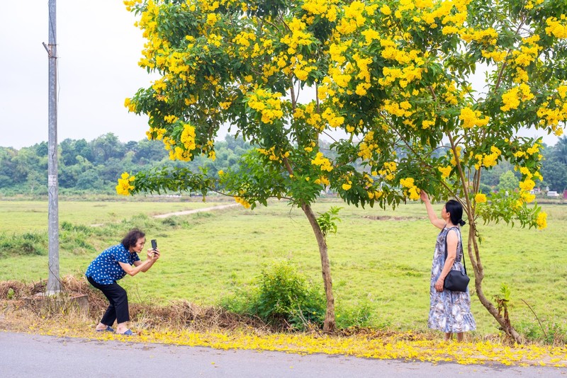 Con duong no hoa chuong vang Ha Noi gay 'bao mang'-Hinh-2