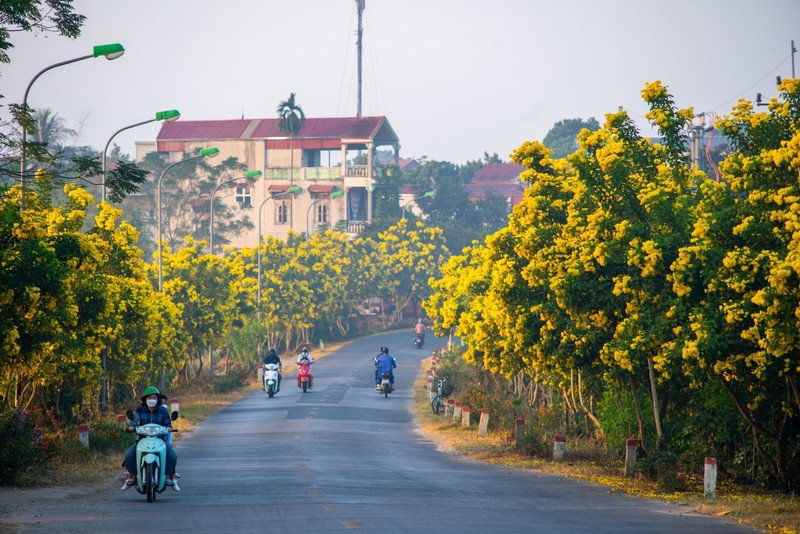 Con duong no hoa chuong vang Ha Noi gay 'bao mang'