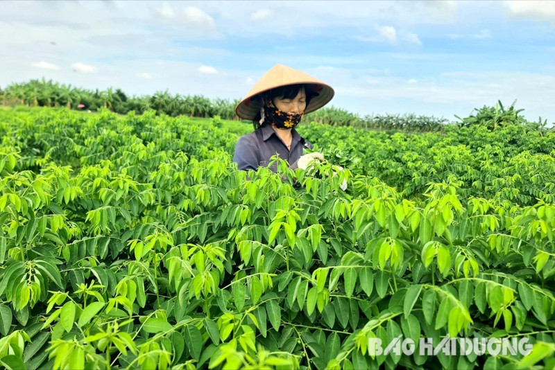 Trong loai rau nay, nong dan tinh Hai Duong cu chuc ngay co tien trieu