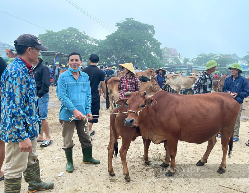 Cho trau, bo lon nhat ca nuoc o Nghe An-Hinh-3