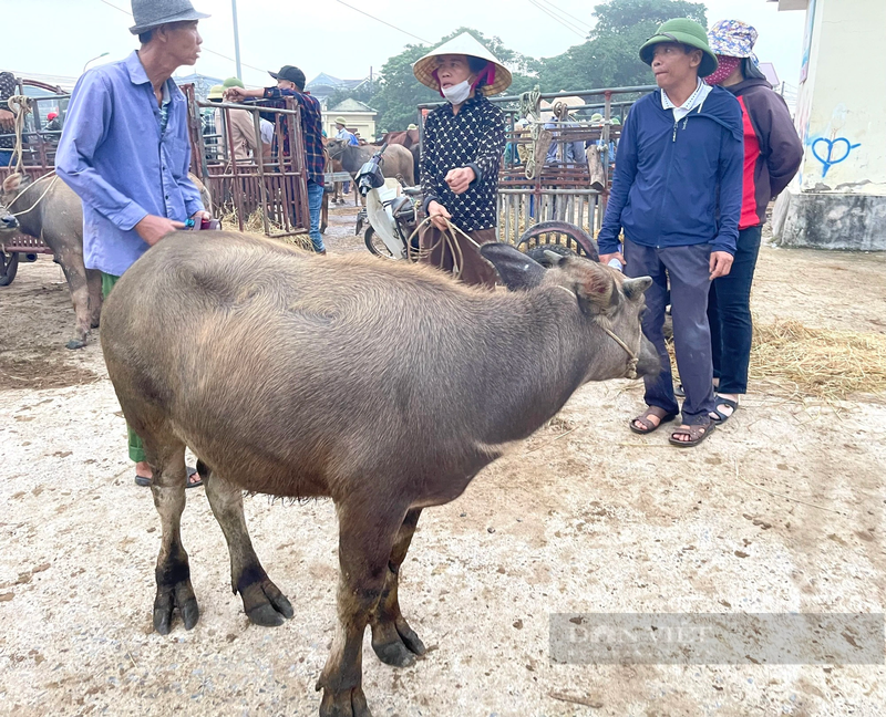 Cho trau, bo lon nhat ca nuoc o Nghe An-Hinh-4