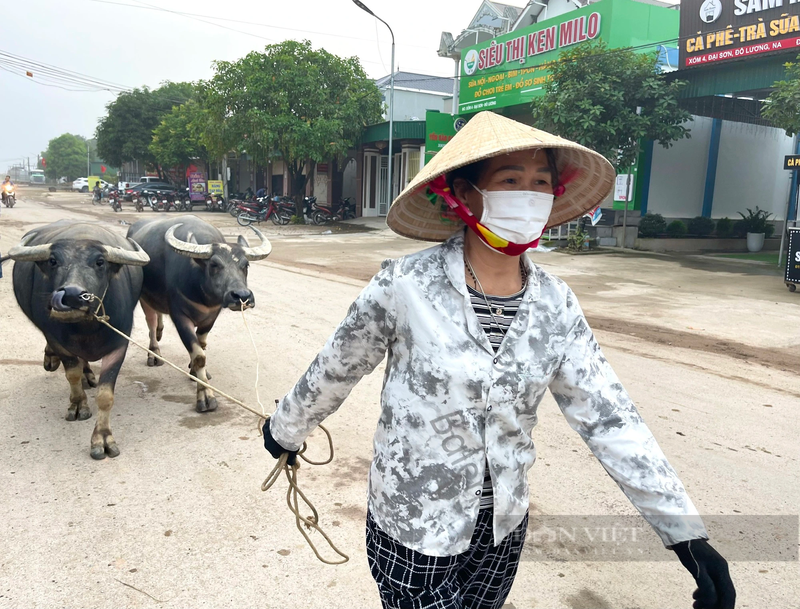 Cho trau, bo lon nhat ca nuoc o Nghe An-Hinh-5