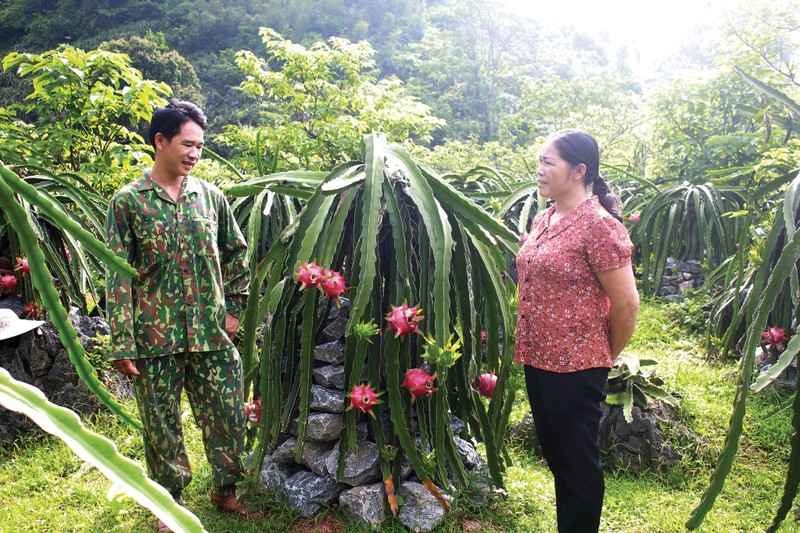 Trong thanh long tren tru da, nong dan Cao Bang nhanh kham kha