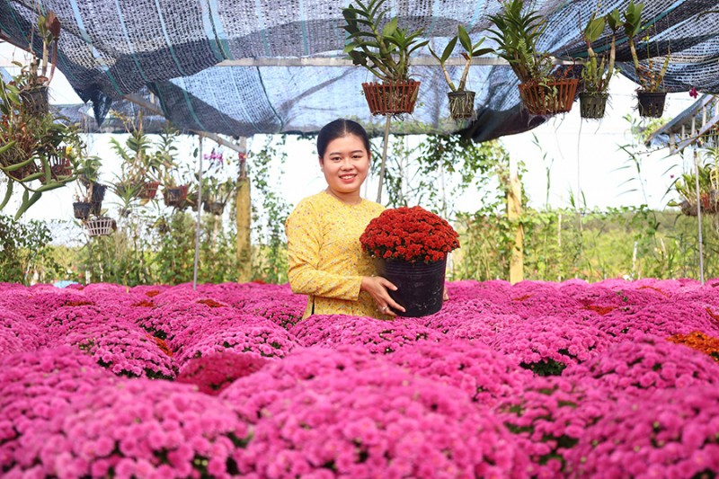 Thu phu hoa kieng Sa Dec tap nap vao vu Tet