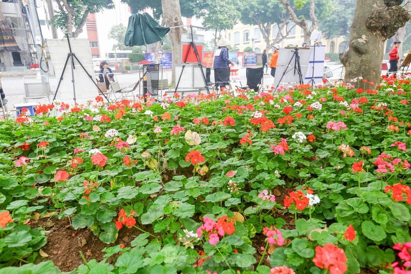 Tham hoa quan trung tam Thu do ruc ro don Tet Duong lich 2024-Hinh-16